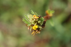 Smithia conferta